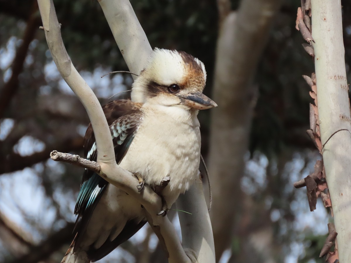 Laughing Kookaburra - ML620629097