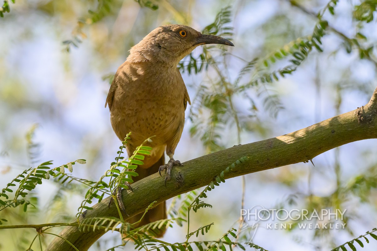 Curve-billed Thrasher - ML620629098