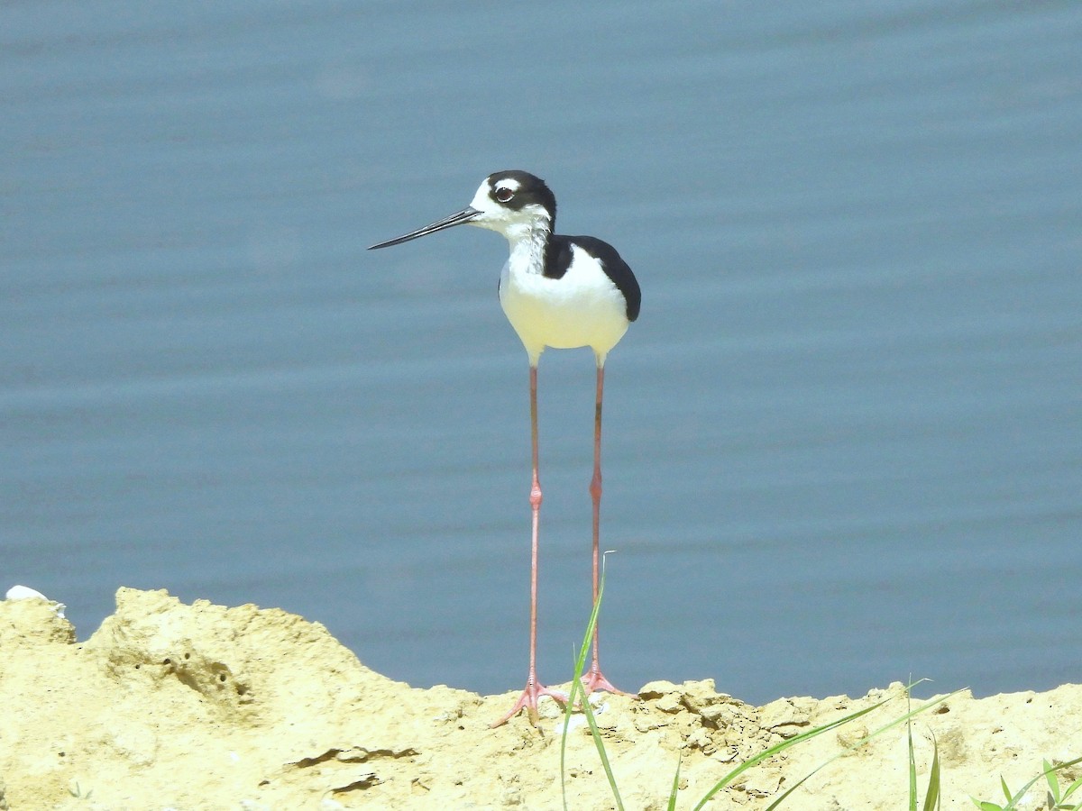 Black-necked Stilt - ML620629102