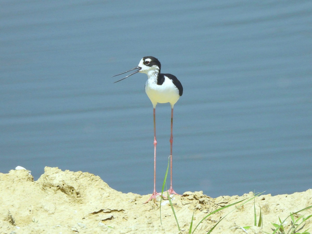 Black-necked Stilt - ML620629103