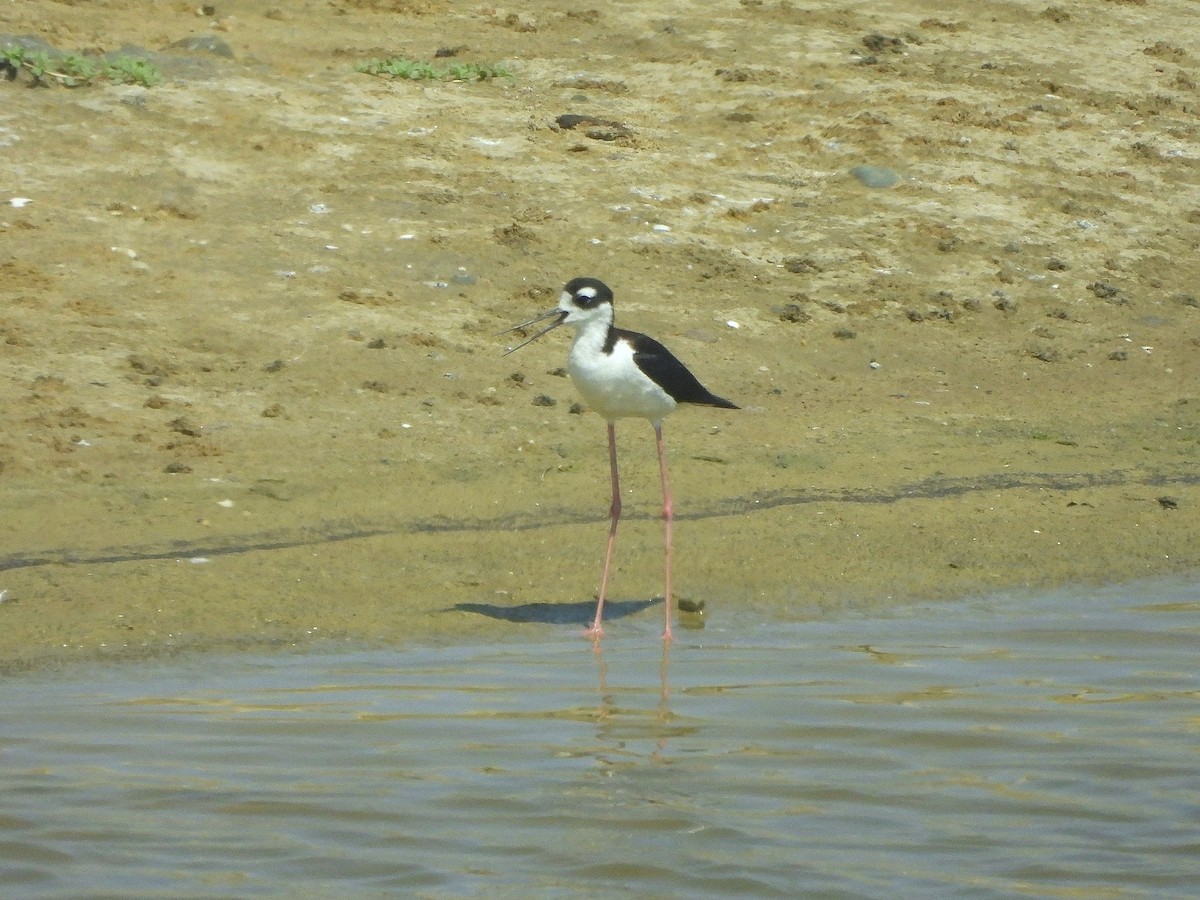 Black-necked Stilt - Tracee Fugate