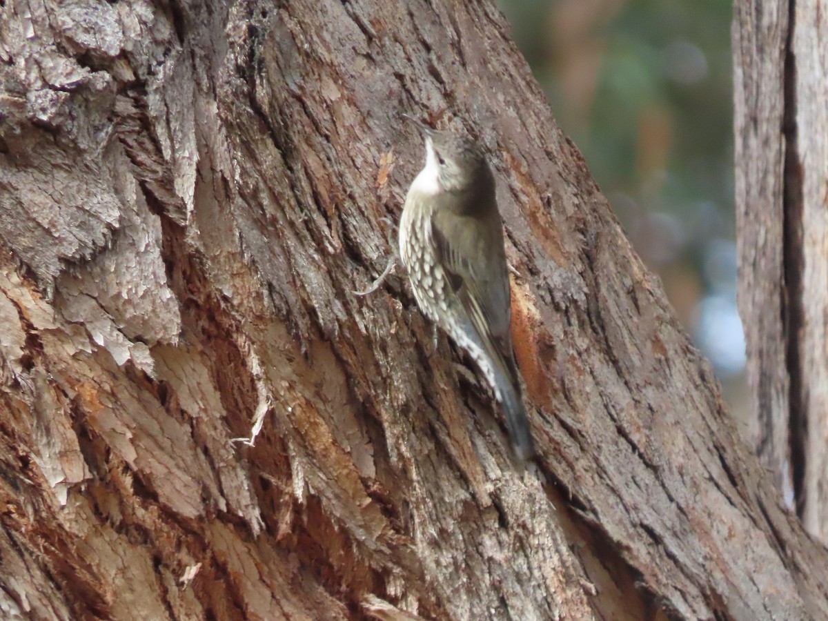 White-throated Treecreeper - ML620629107