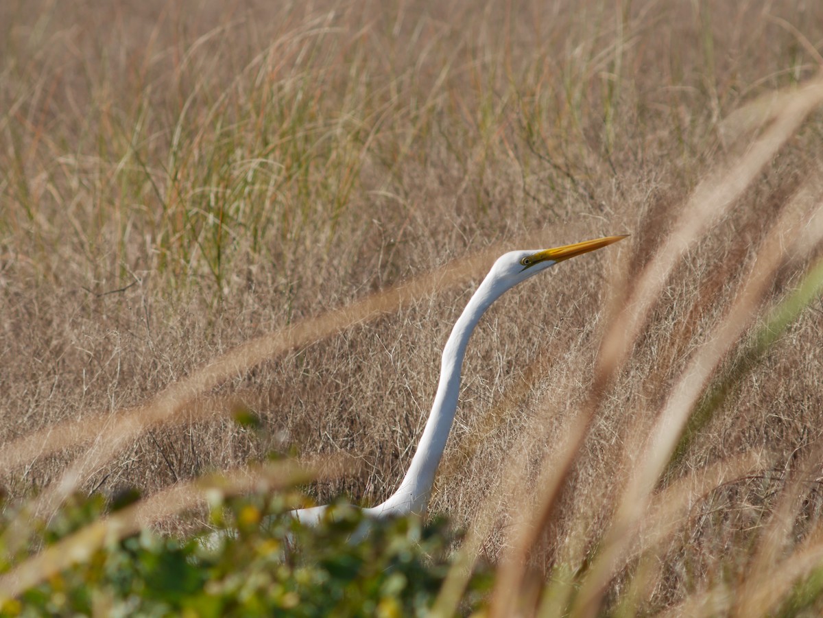 Great Egret - ML620629114