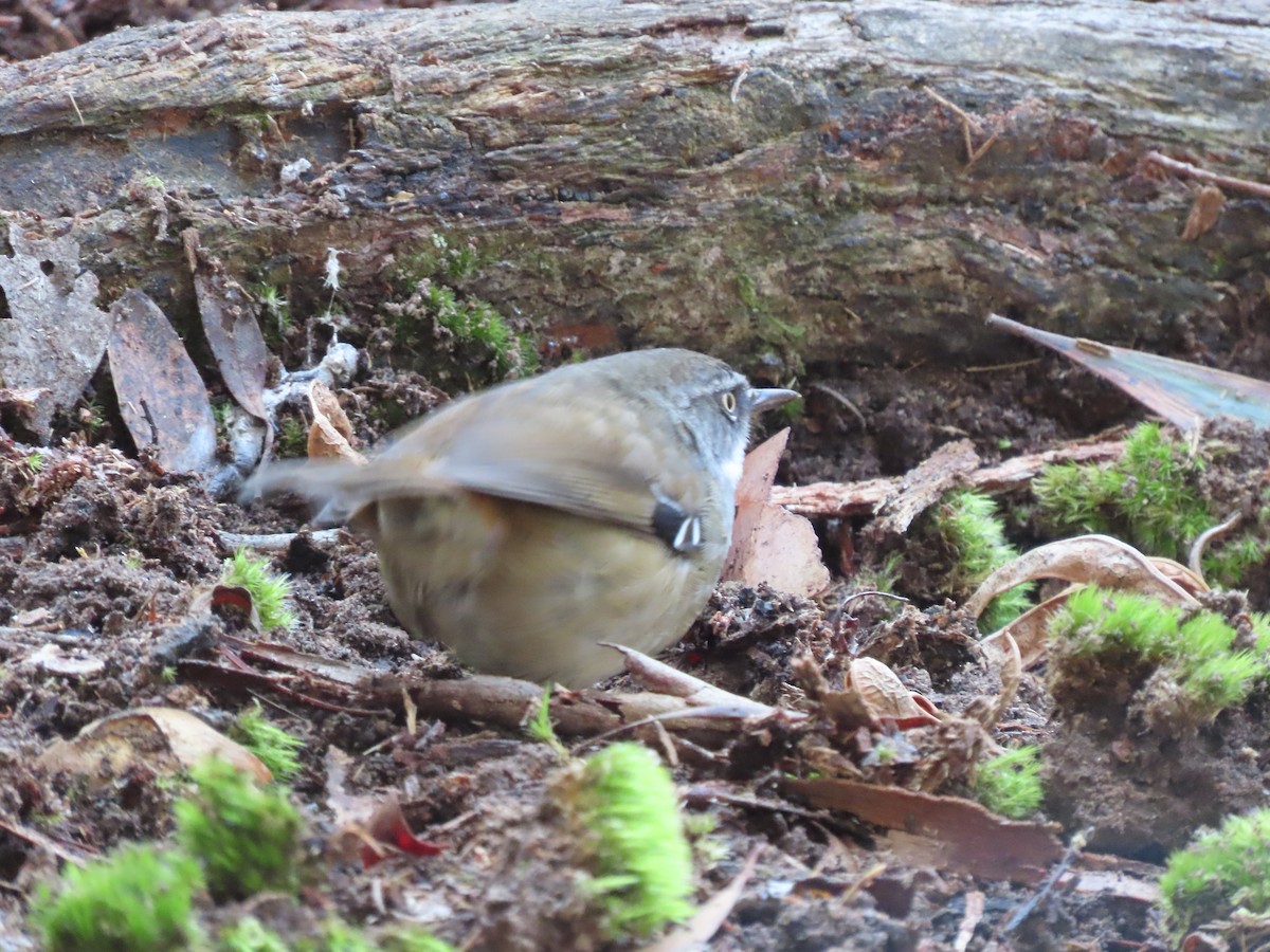 White-browed Scrubwren - ML620629115