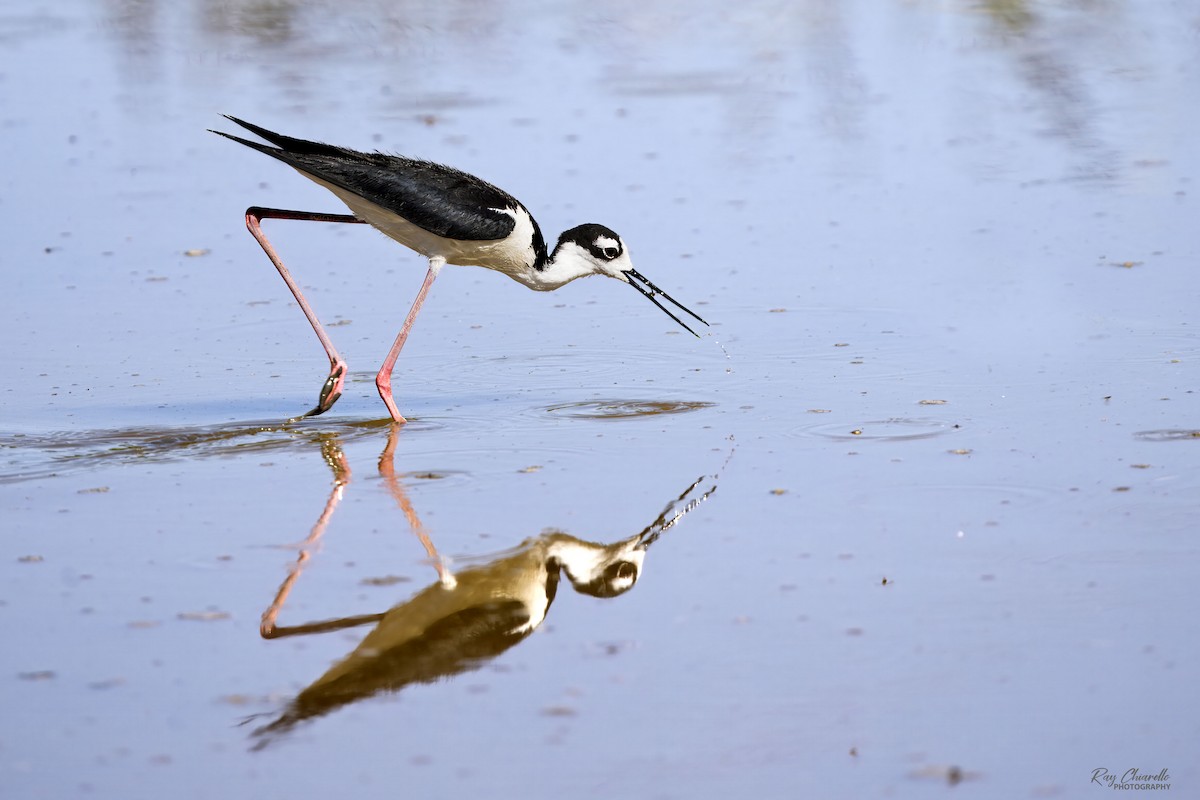 Black-necked Stilt - ML620629123