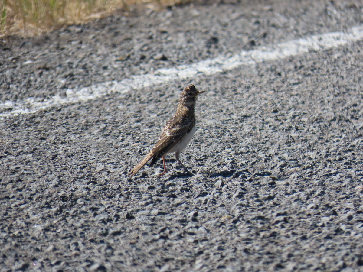 Horned Lark - Erica Rutherford/ John Colbert