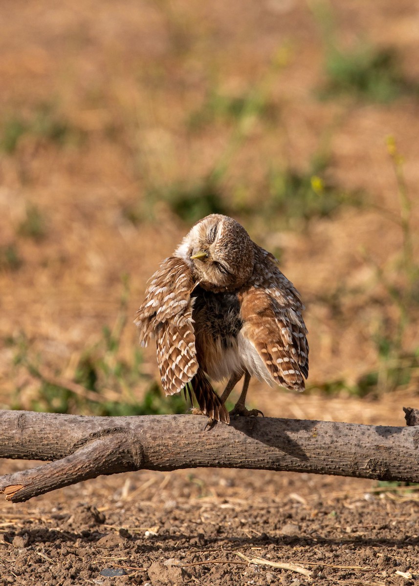 Burrowing Owl - ML620629133