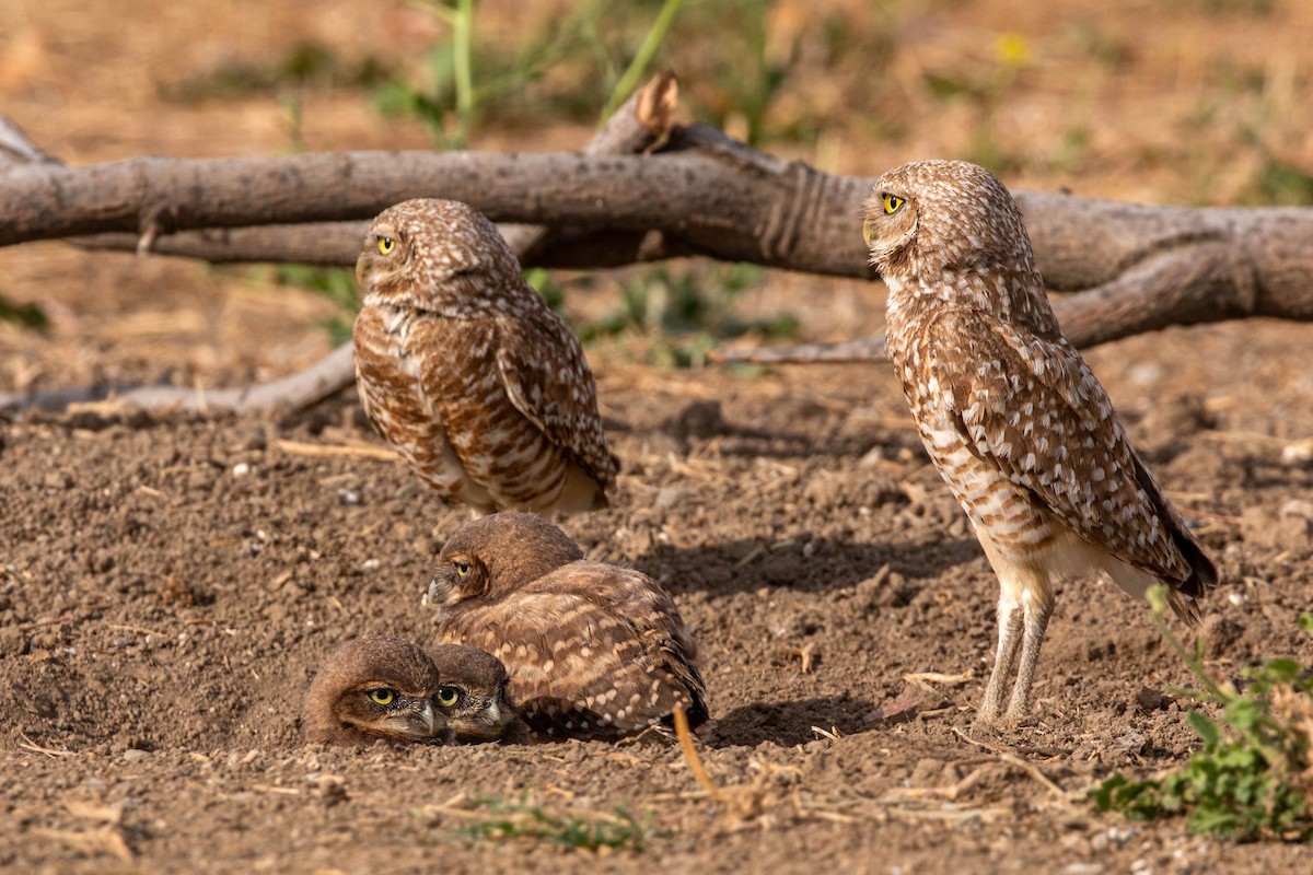 Burrowing Owl - ML620629134