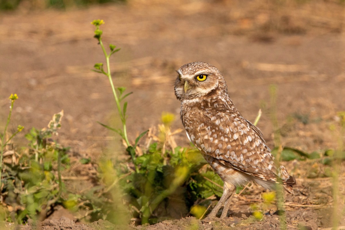 Burrowing Owl - ML620629135