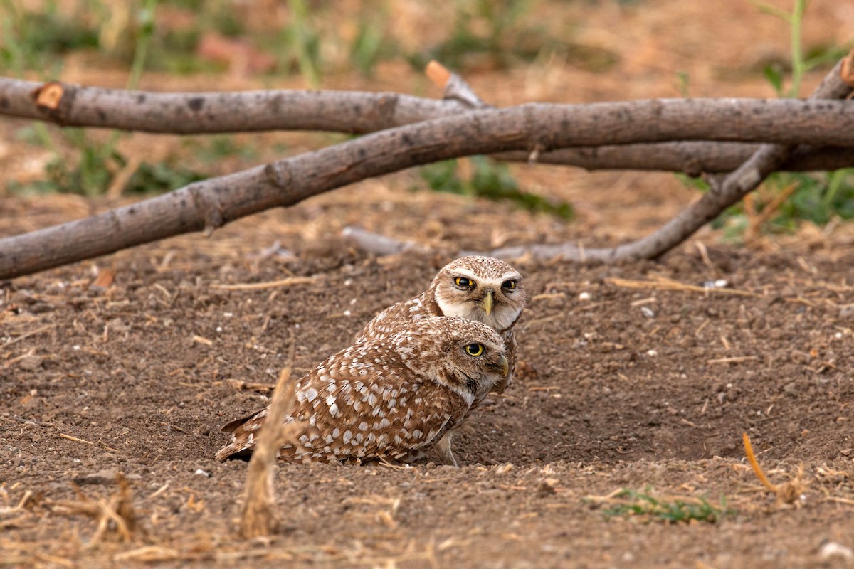 Burrowing Owl - ML620629136