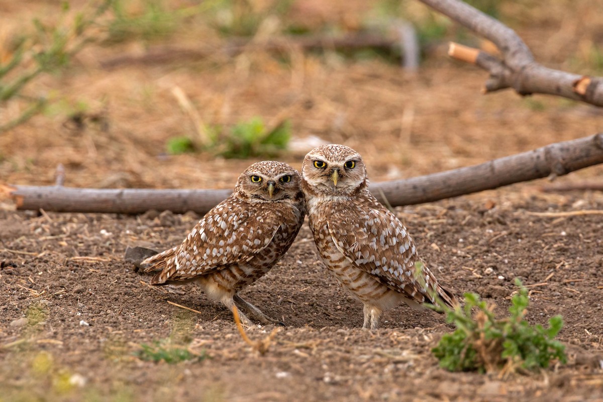 Burrowing Owl - ML620629138