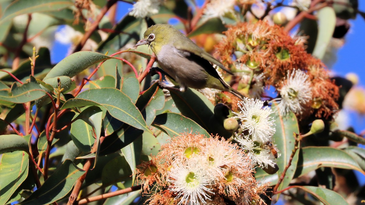 Silvereye - ML620629144