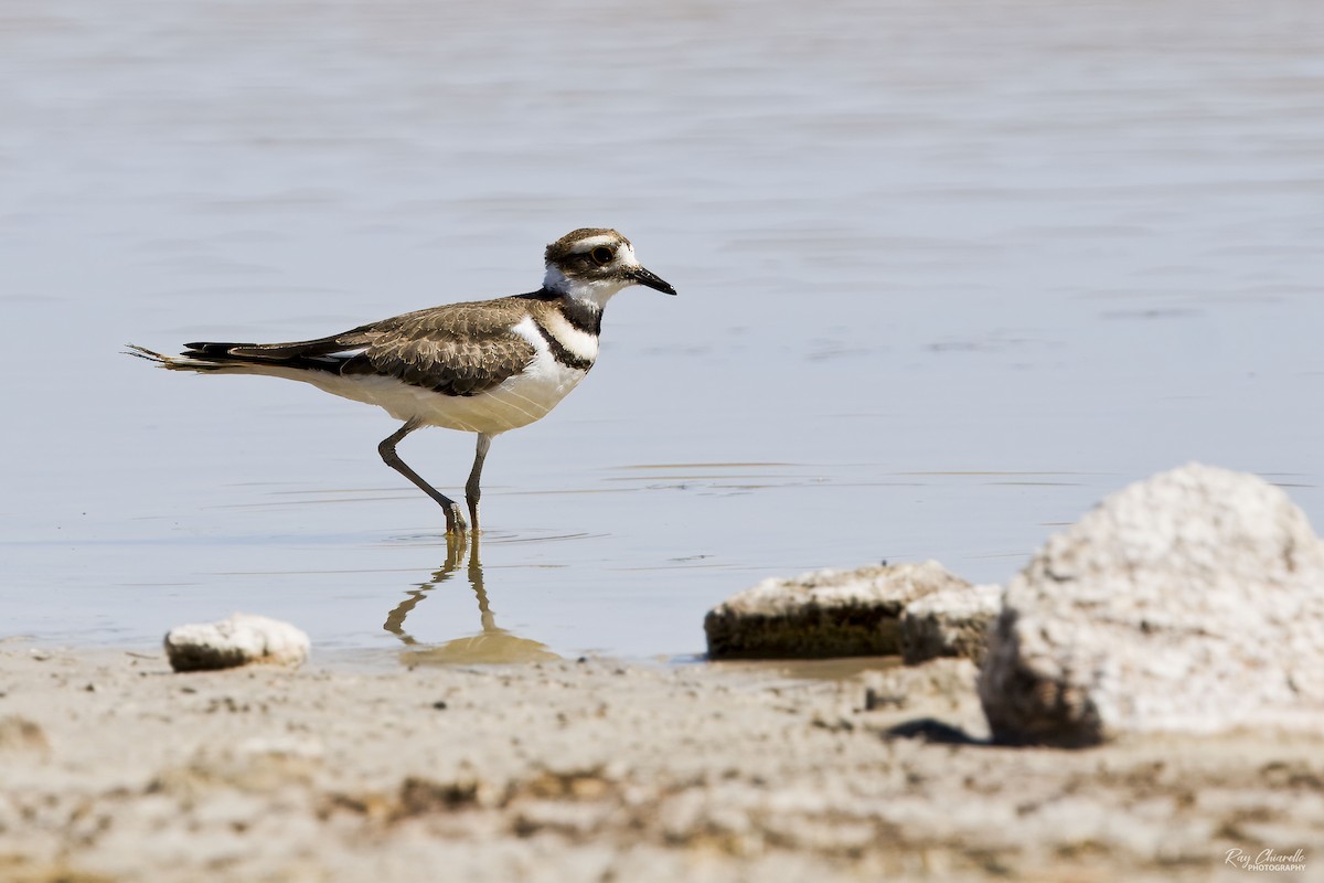 Killdeer - ML620629145