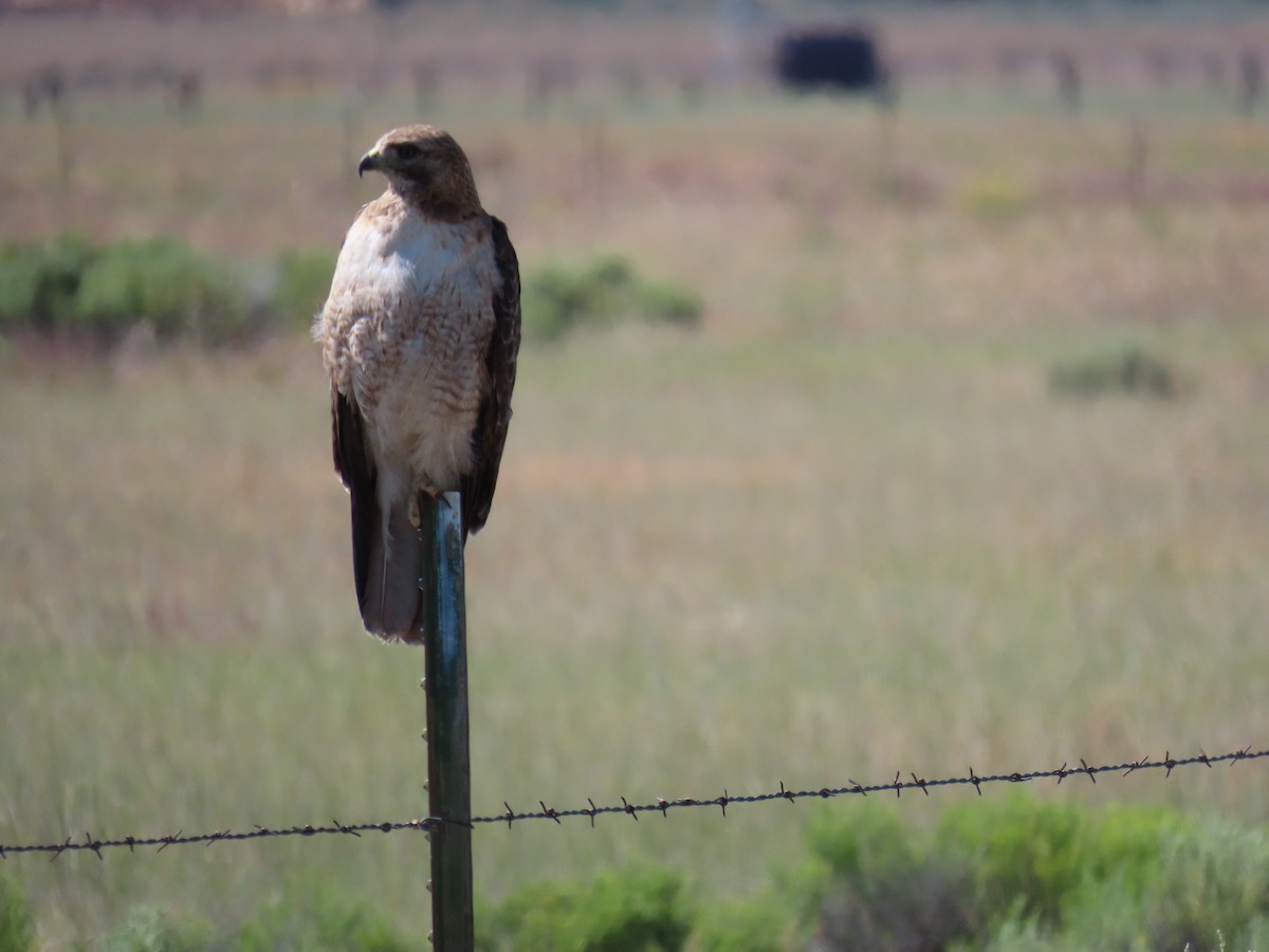 Red-tailed Hawk - ML620629149