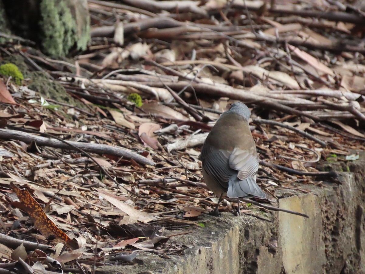 Gray Shrikethrush - ML620629151