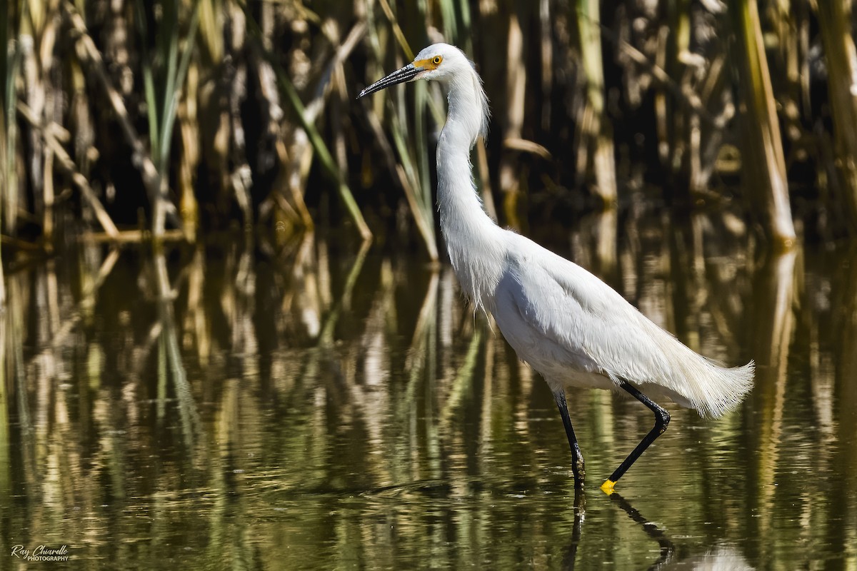 Snowy Egret - ML620629158