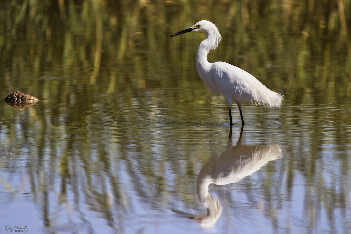 Snowy Egret - ML620629159