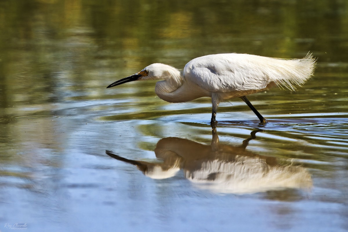 Snowy Egret - ML620629160