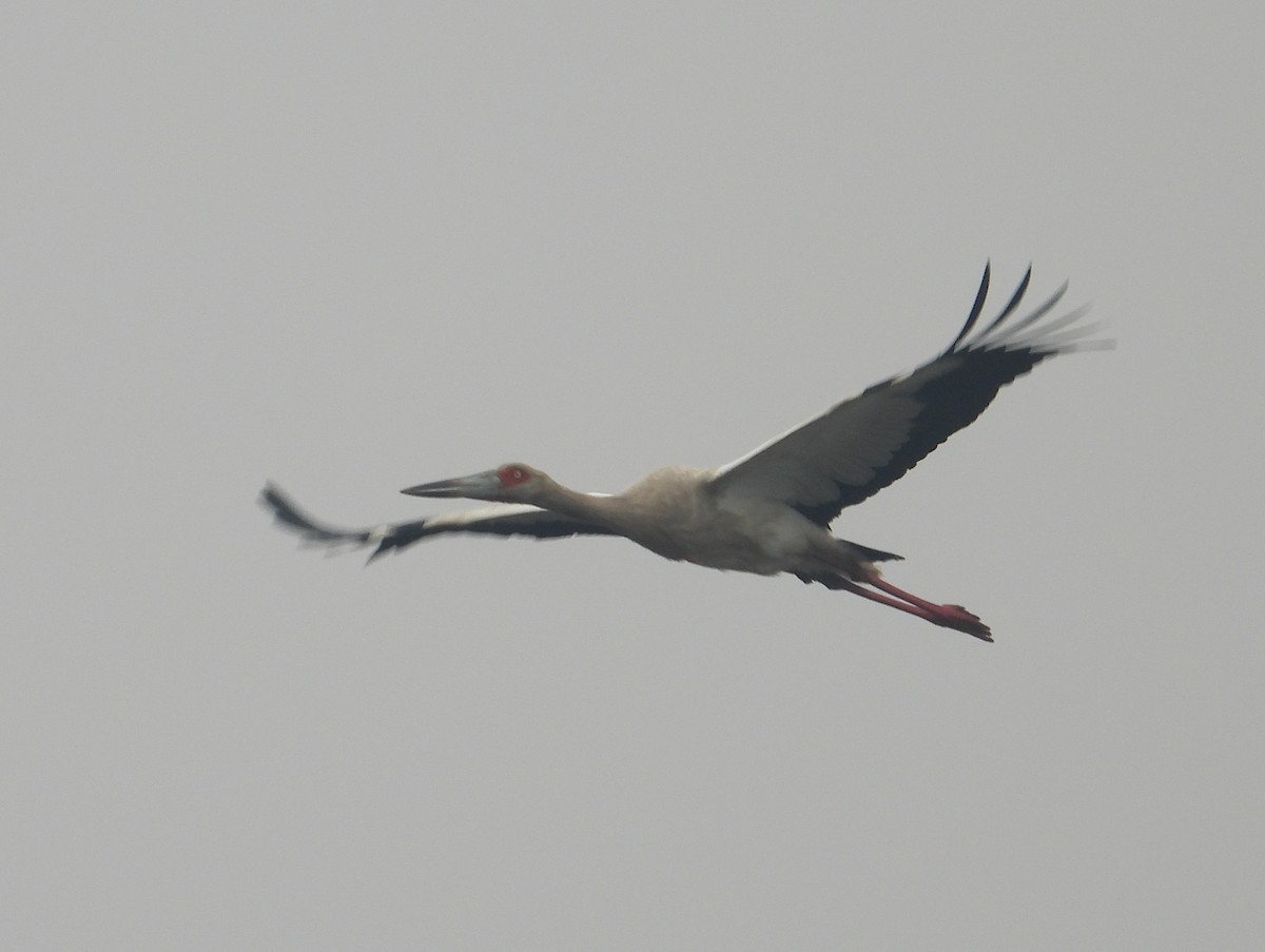 Maguari Stork - ML620629162