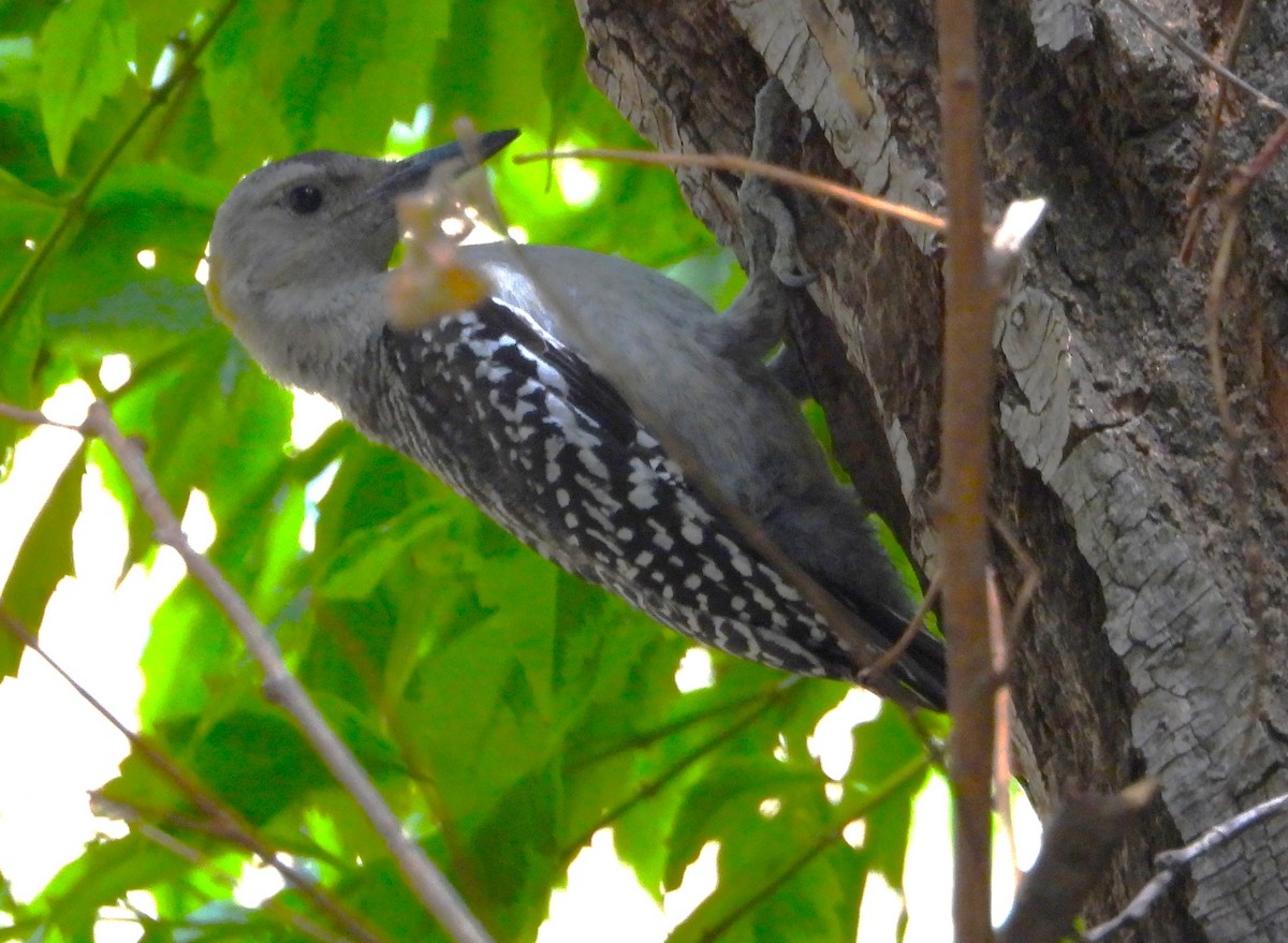 Golden-fronted Woodpecker - ML620629164