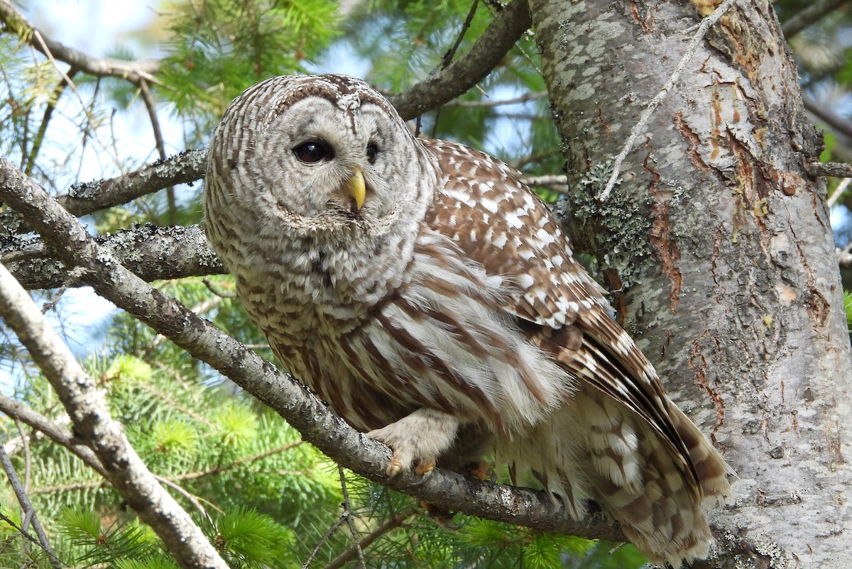 Barred Owl - ML620629166