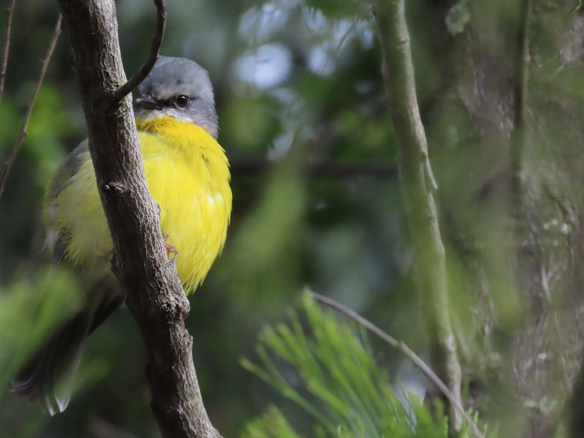 Eastern Yellow Robin - ML620629167