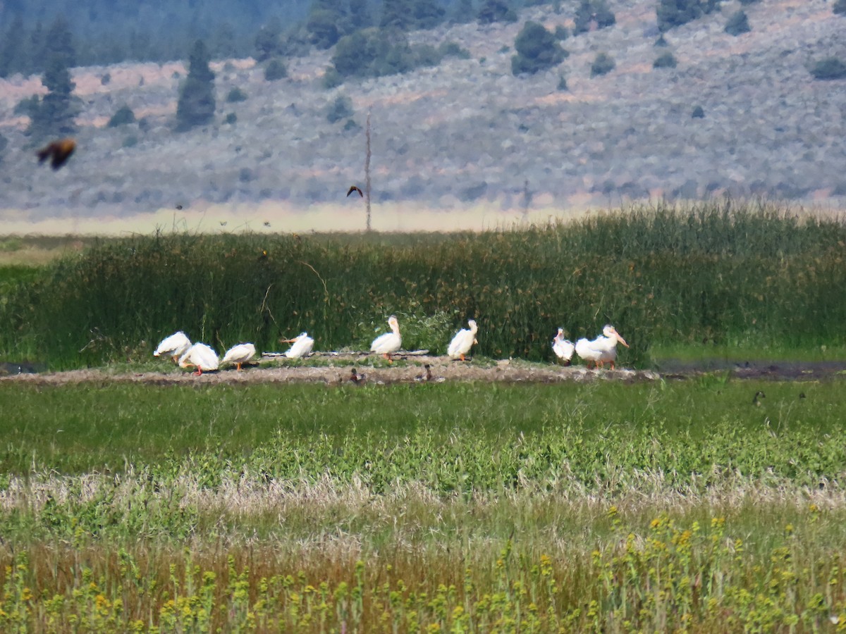 American White Pelican - ML620629168