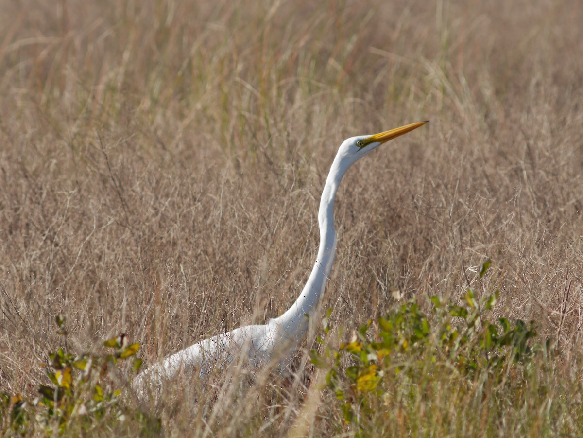 Great Egret - ML620629171