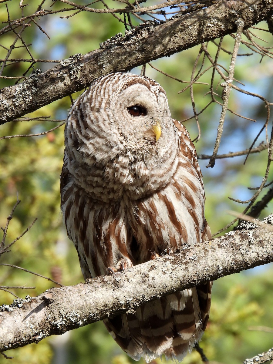 Barred Owl - ML620629172