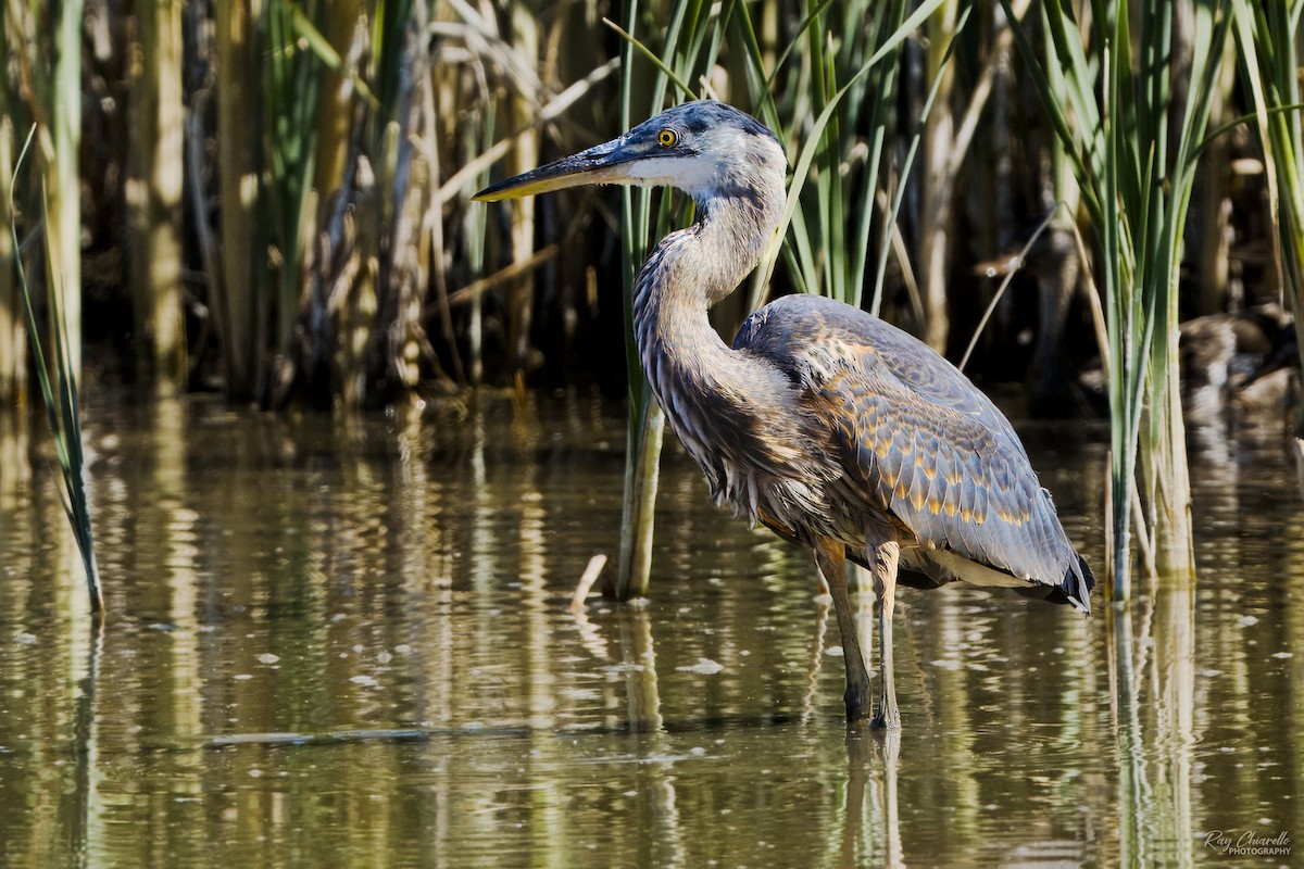 Great Blue Heron - ML620629173