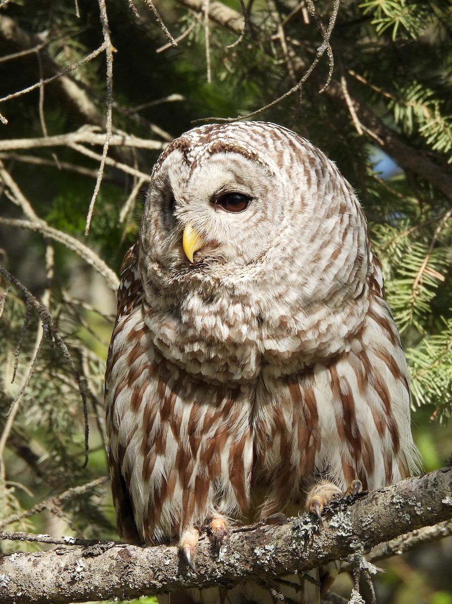 Barred Owl - ML620629174