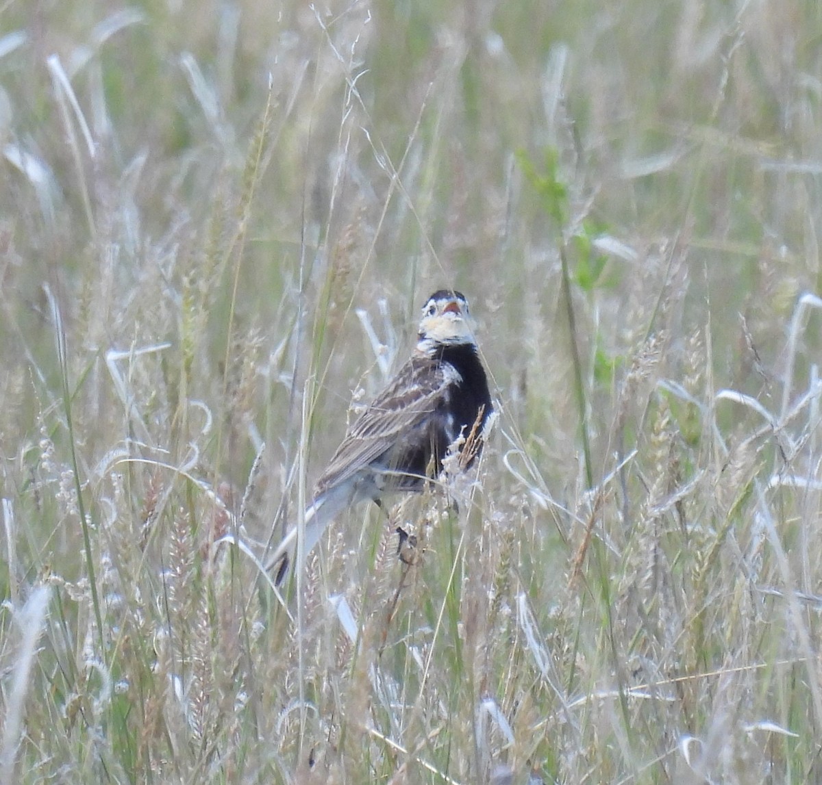 Chestnut-collared Longspur - ML620629175