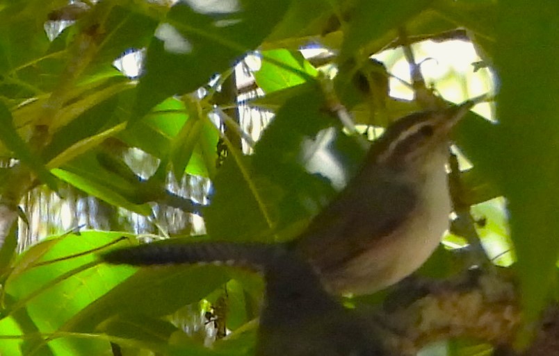 Bewick's Wren - ML620629176