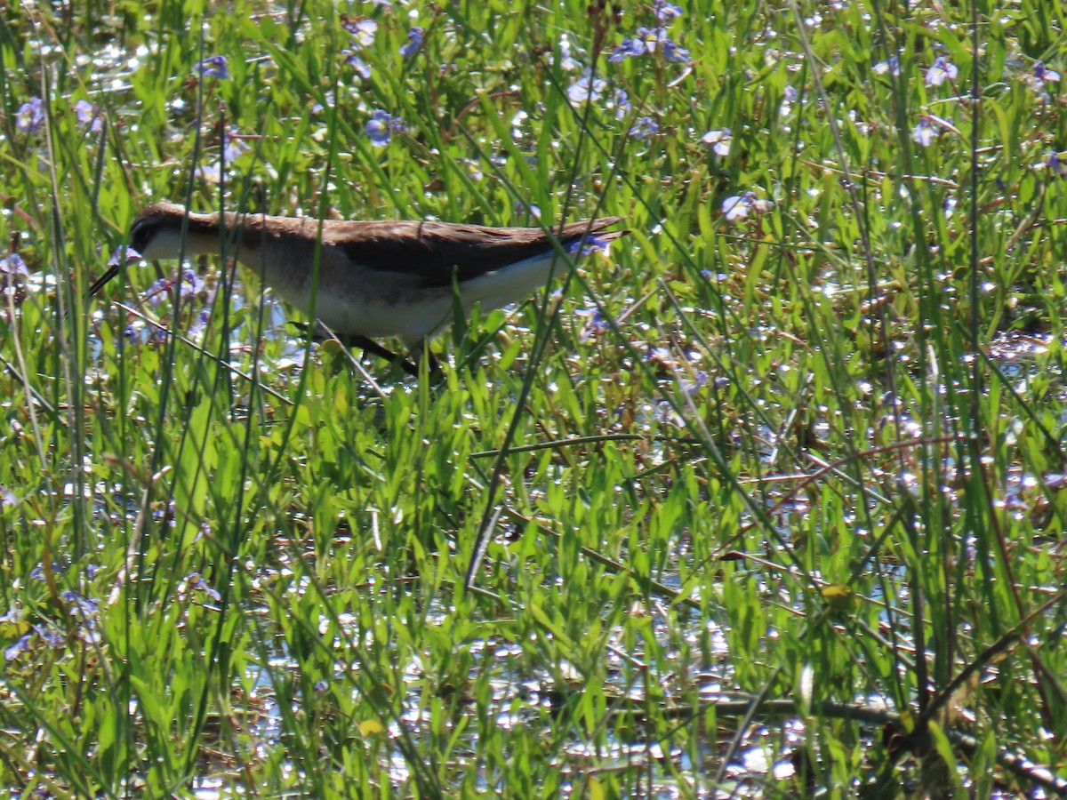 Wilson's Phalarope - ML620629178