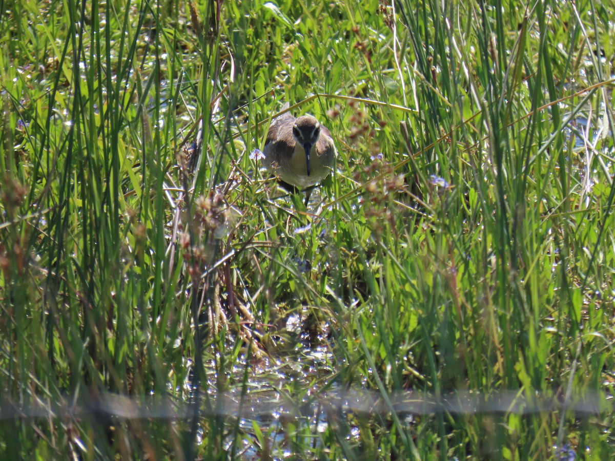 Wilson's Phalarope - ML620629179