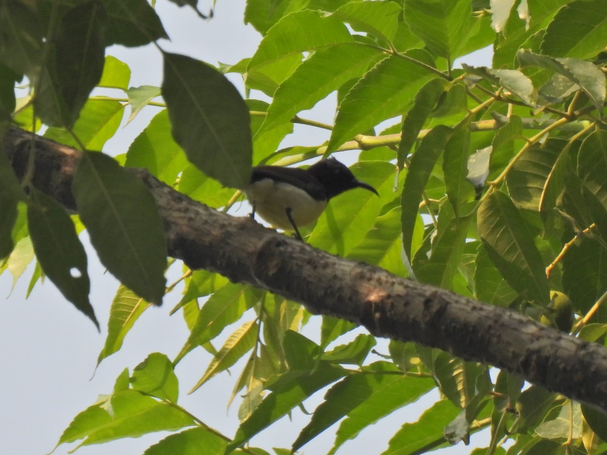 Purple-rumped Sunbird - ML620629183