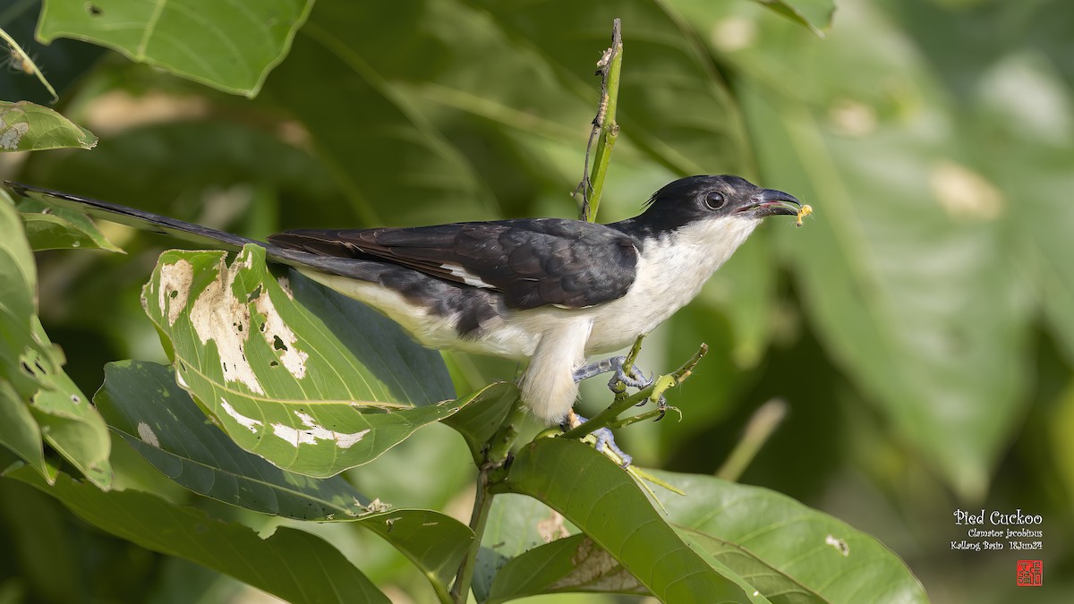 Pied Cuckoo - ML620629188