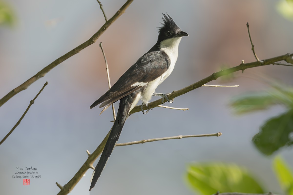 Pied Cuckoo - ML620629189