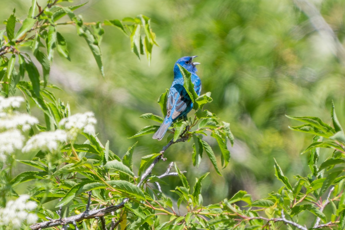 Indigo Bunting - ML620629191