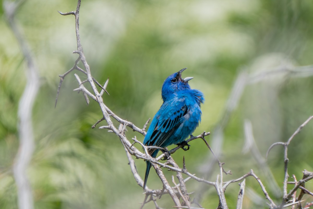 Indigo Bunting - ML620629192