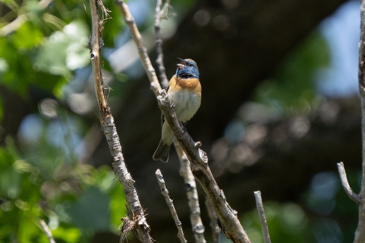 Lazuli Bunting - ML620629197