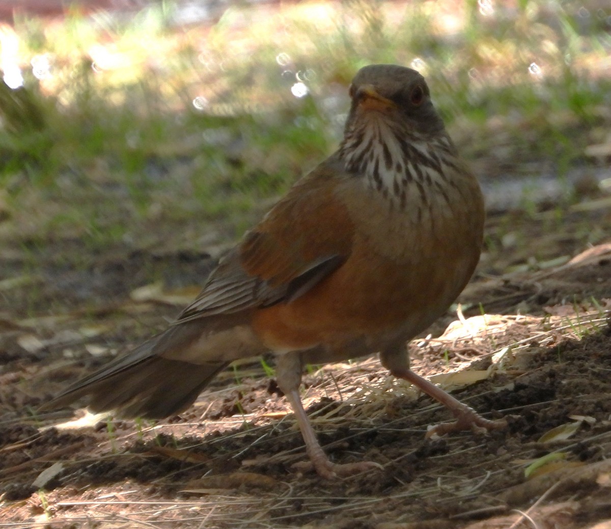 Rufous-backed Robin - ML620629198