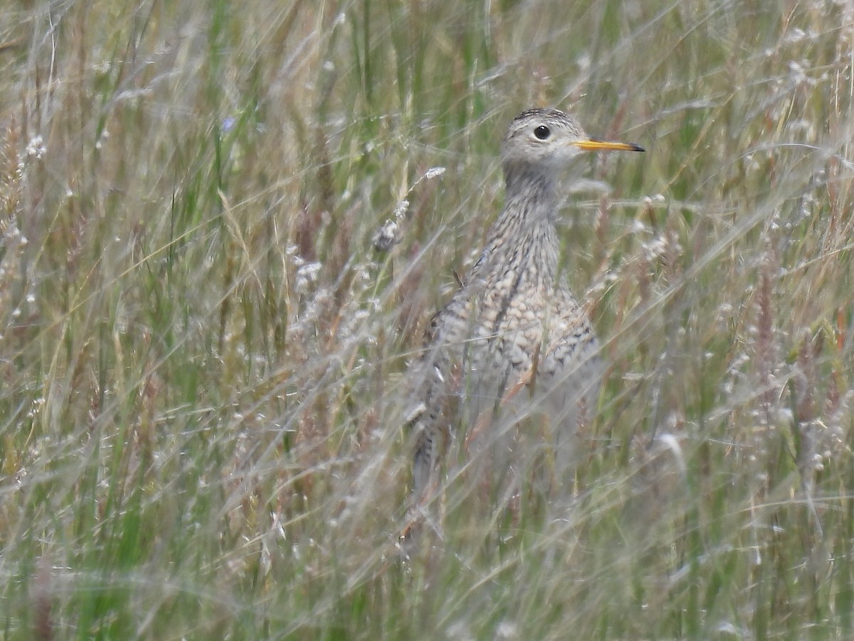 Upland Sandpiper - Mike Coulson