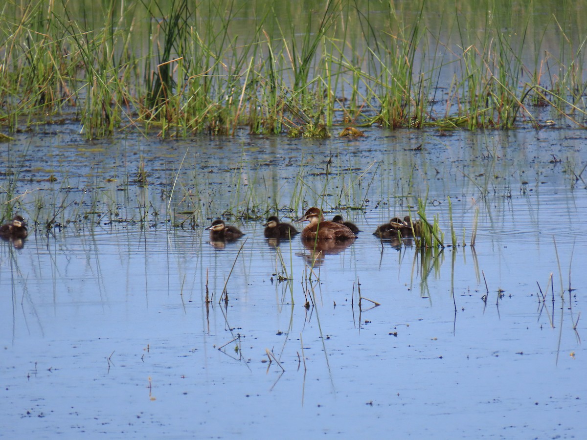 Ruddy Duck - ML620629202