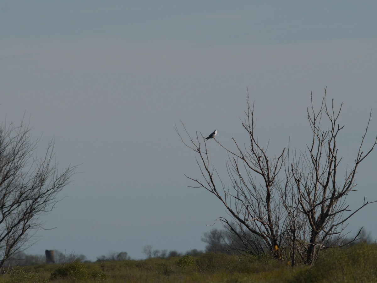 White-tailed Kite - ML620629203