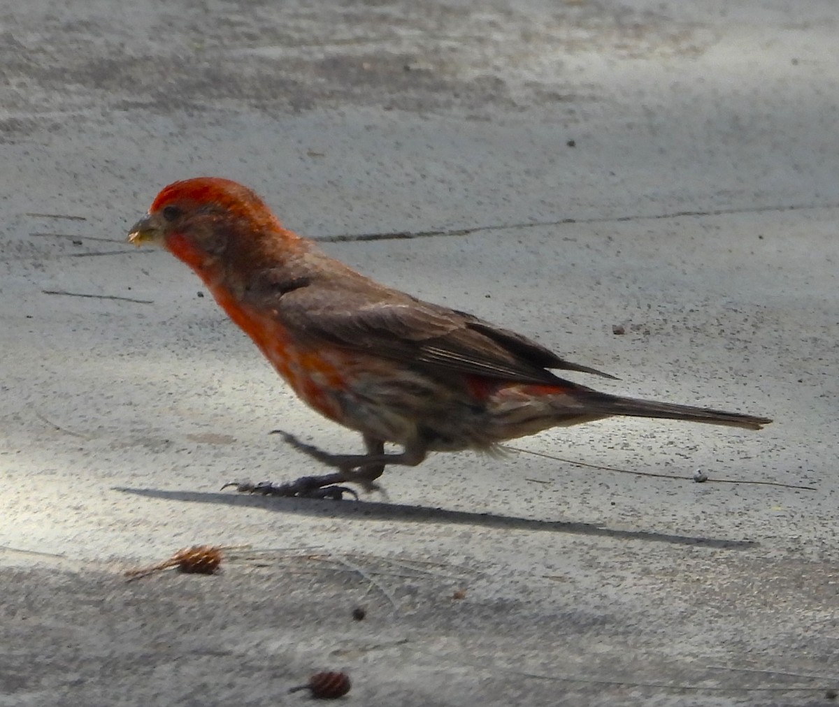 House Finch - ML620629208