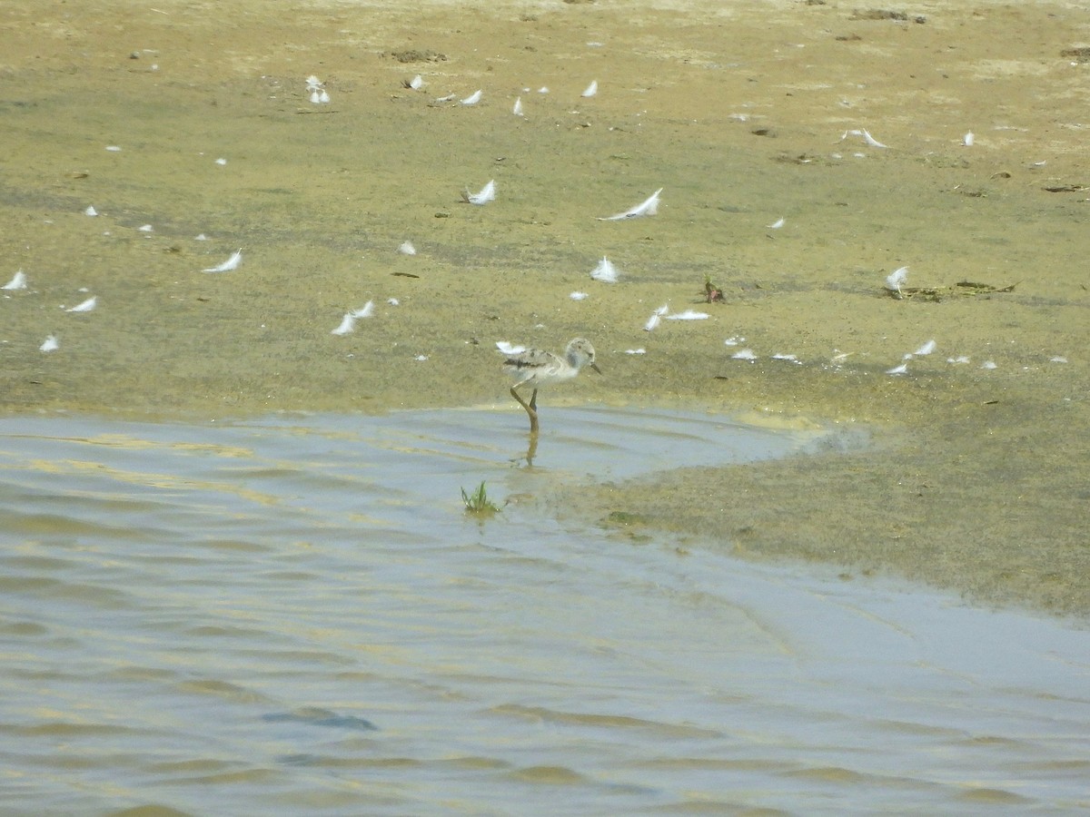 Black-necked Stilt - ML620629209