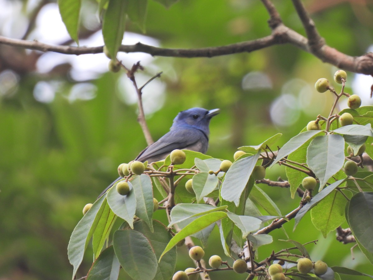 Black-naped Monarch - ML620629211