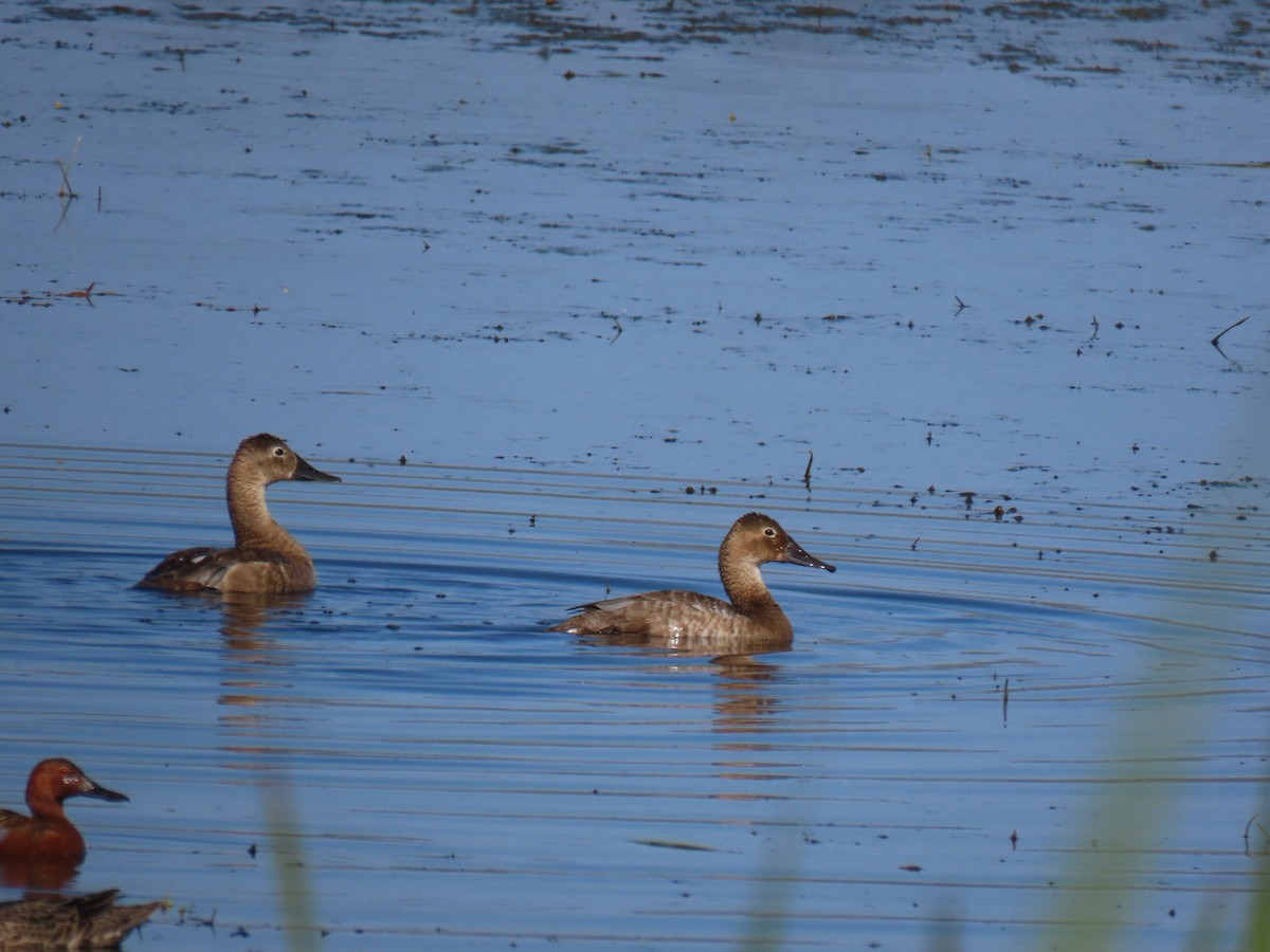 Canvasback - Erica Rutherford/ John Colbert