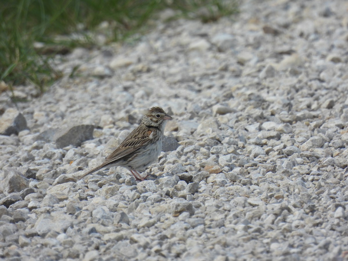 Vesper Sparrow - ML620629214